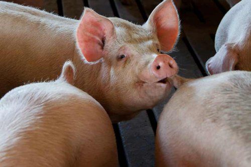 CETM crea una asociación nacional especializada en el transporte de animales vivos